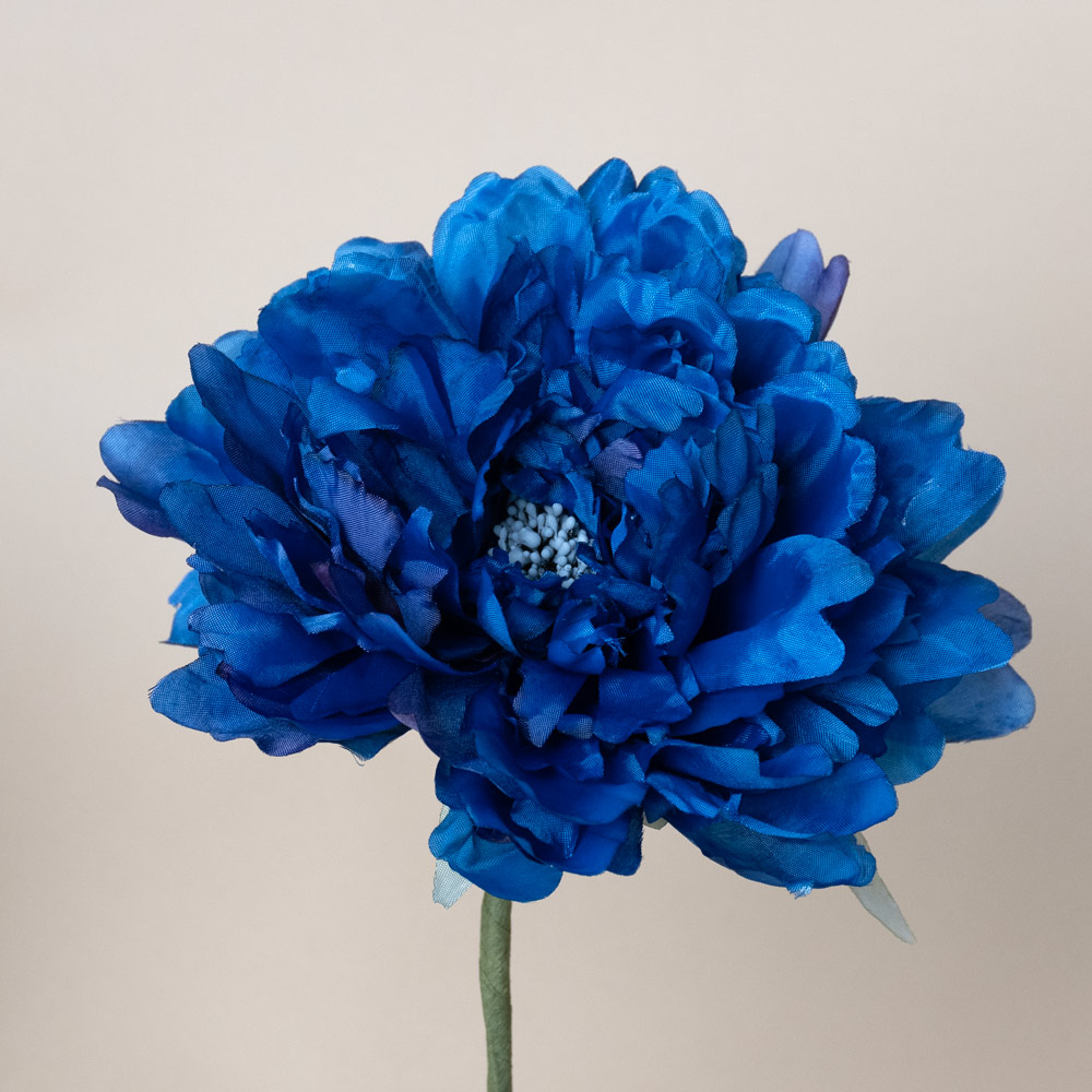 Peonia de flamenca - Azulina